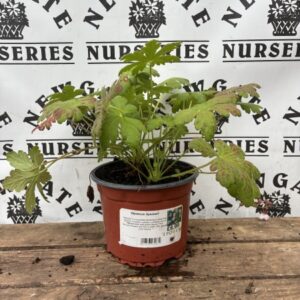 Geranium Spessart
