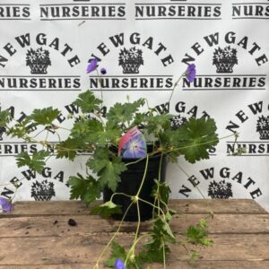 Geranium Rozanne
