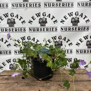Geranium Azure Rush