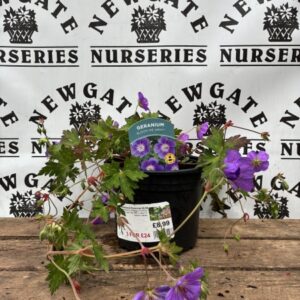 Geranium Bloom Me Away
