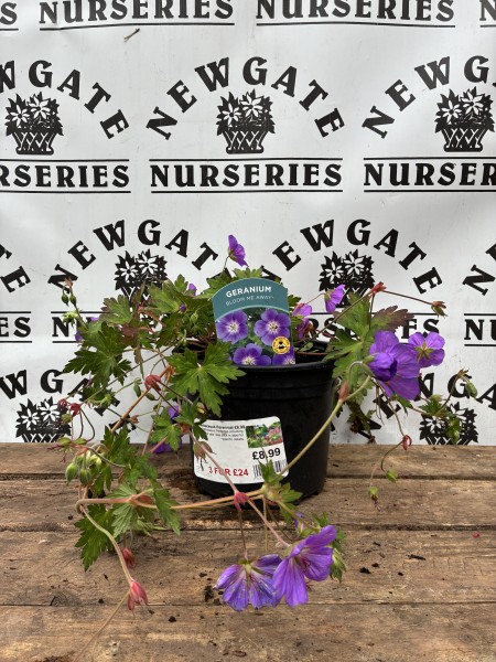 Geranium Bloom Me Away