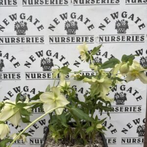 Helleborus orentalis C10