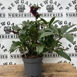 Helleborus Orientalis Victoria c2