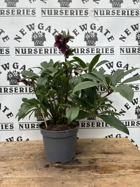 Helleborus Orientalis Victoria c2