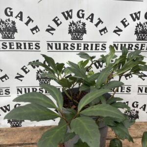 Helleborus Niger c3