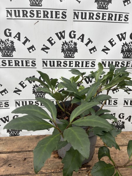 Helleborus Niger c3