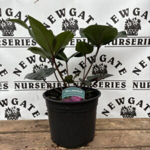 Helleborus Ice n' Rose Brunello