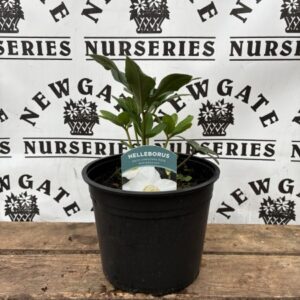 Helleborus WinterGold
