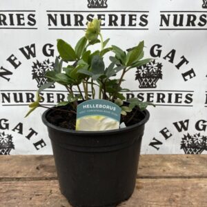 Helleborus Christmas Rose Diva