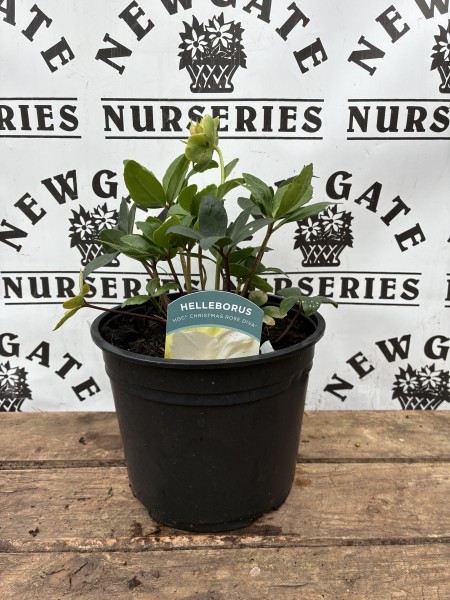 Helleborus Christmas Rose Diva