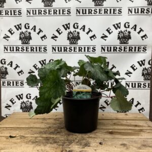 Heuchera Iced Tea