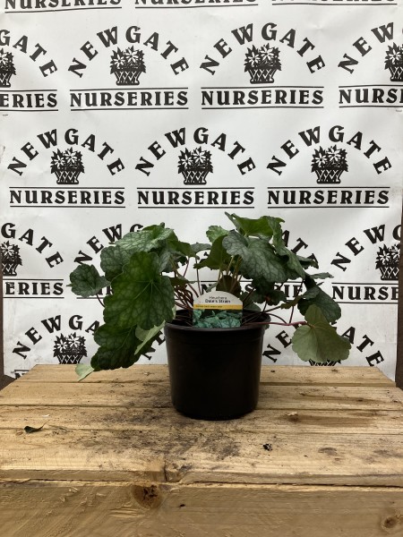 Heuchera Iced Tea