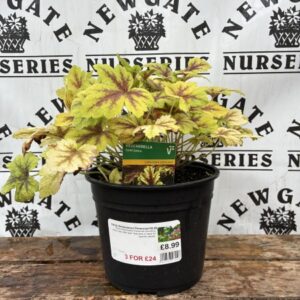 Heuchera Gold Zebra