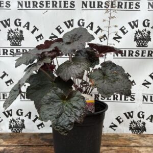 Heuchera Palace Purple
