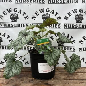 Heuchera Green Spice