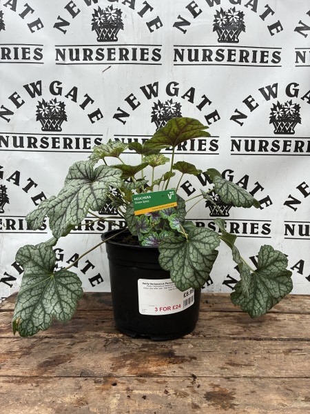 Heuchera Green Spice