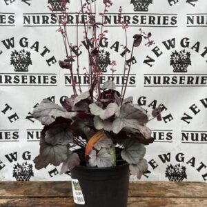 Heuchera Silver Gum Drop