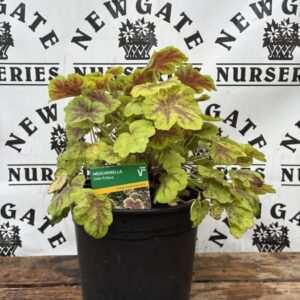 Heuchera Solar Eclipse