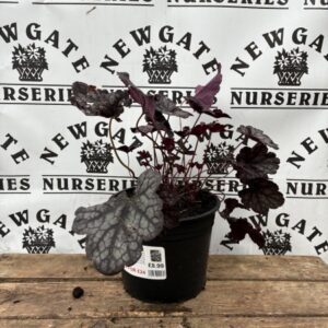 Heuchera Velvet Night