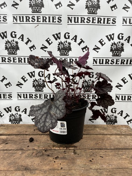 Heuchera Velvet Night