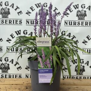 Liriope Ingwersen