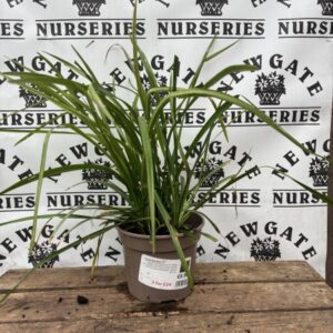 Liriope Big Blue C3