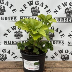 Pachysandra terminalis