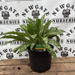 Pulmonaria Rasberry Splash