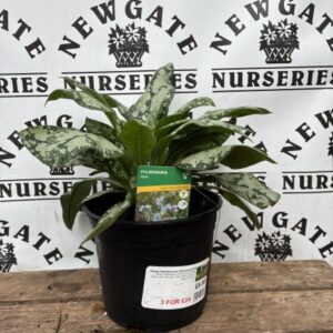 Pulmonaria Opal