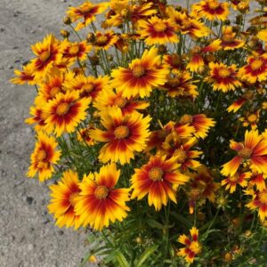 Coreopsis SunKiss