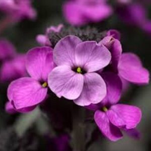Erysimum Artists Paint box