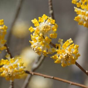 Edgeworthia chrysanthema