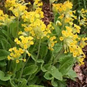 PRIMULA VERIS