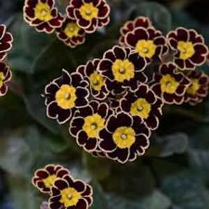 PRIMULA Veris little queen