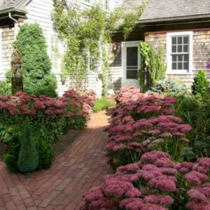 Sedum Herbstfreude Autumn Joy