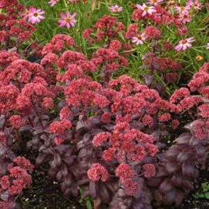Sedum Black Knight