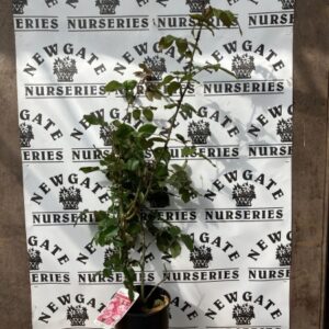 Rose Bush Handel (Macha)