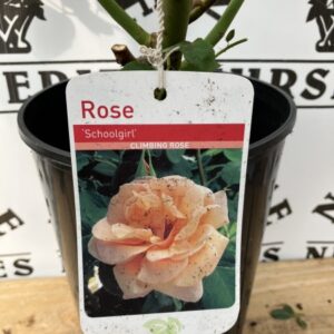 Rose Bush School Girl