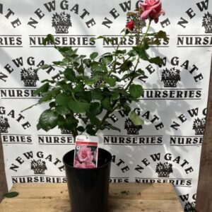 Rose Bush Climbing Aloha
