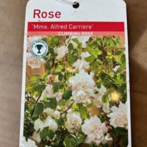 Rose Bush Mme. Alfred carriere