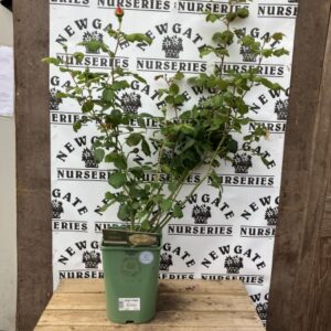 David Austin Shrub Rose Charles Darwin