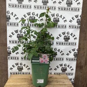 David Austin Shrub Rose Eustacia Eve