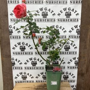 David Austin Shrub Rose Boscobel