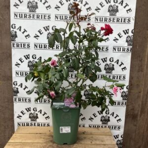 David Austin Shrub Rose Penelope Lively