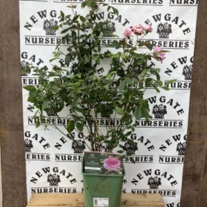 David Austin Shrub Rose The Mayflower