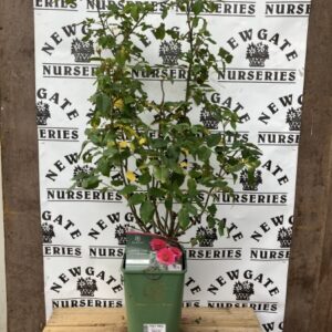 David Austin Shrub Rose Gabriel Oak