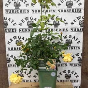 David Austin Shrub Rose Golden Celebrations