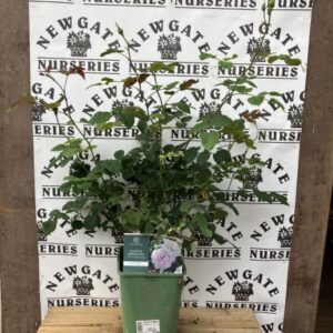 David Austin Shrub Rose Gentle Hermione