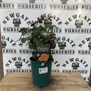 Rose Bush Floribunda Precious Amber