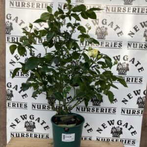 Rose Bush Floribunda Lemon and Lime